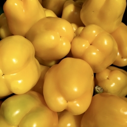 Papryka Żółta ~500g
